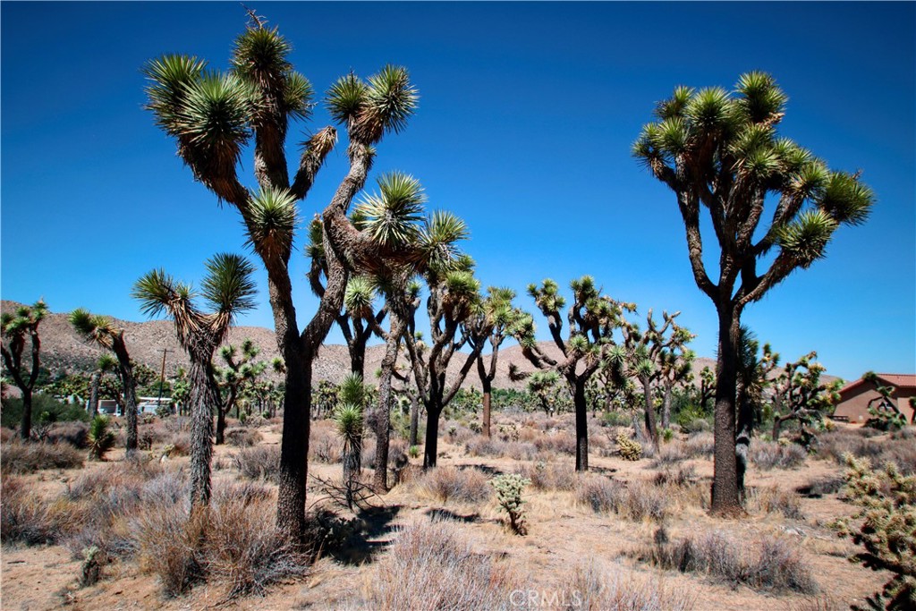 MLS #JT25216625 image #8