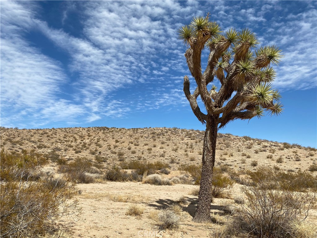 MLS #JT25223315 image #7