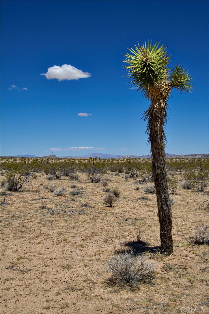 MLS #JT25223316 image #7