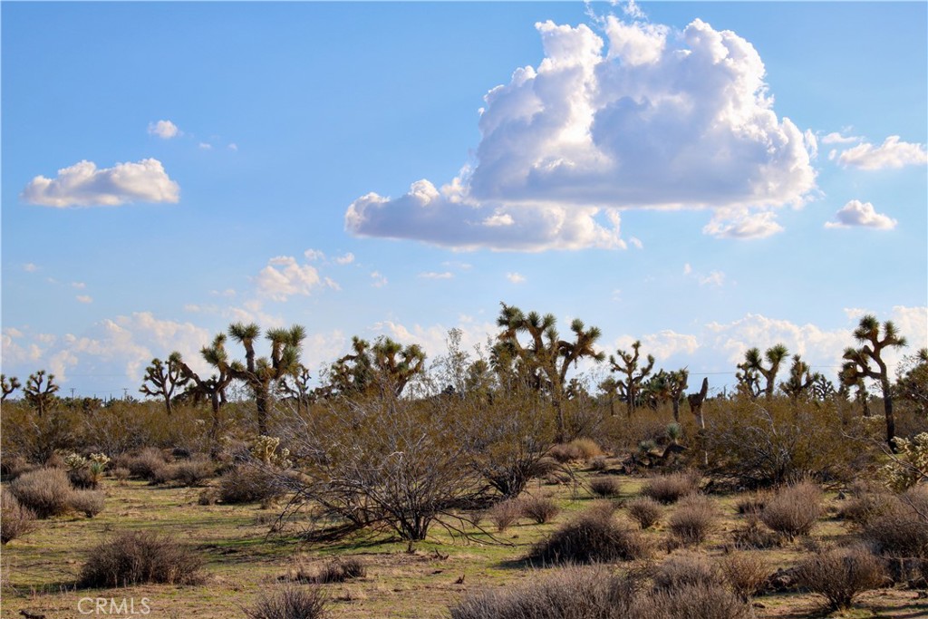 MLS #JT25228432 image #11