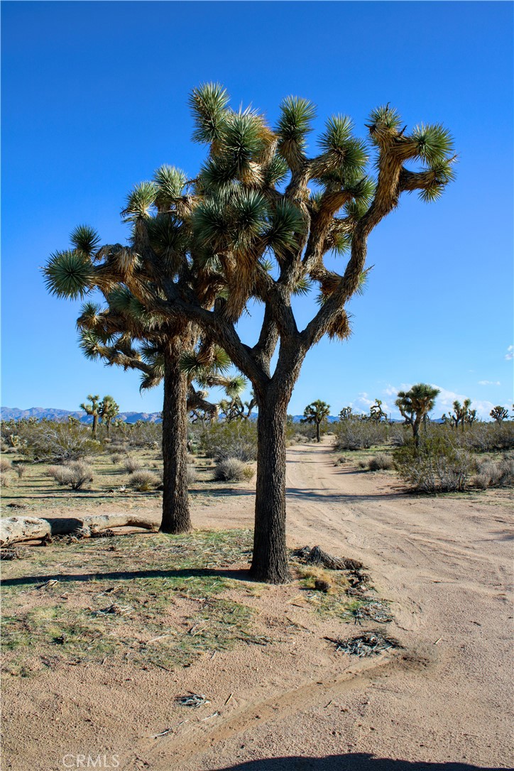 MLS #JT25228432 image #14