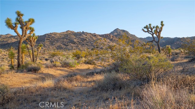 MLS #JT25238438 image #5