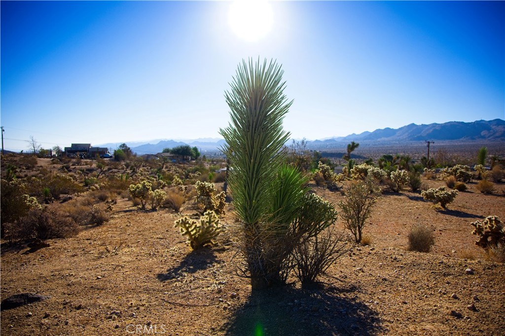 MLS #JT25246807 image #8