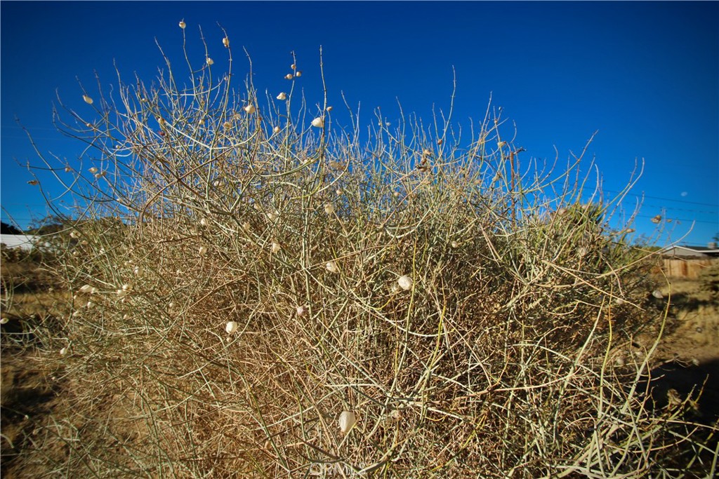 MLS #JT25246936 image #15