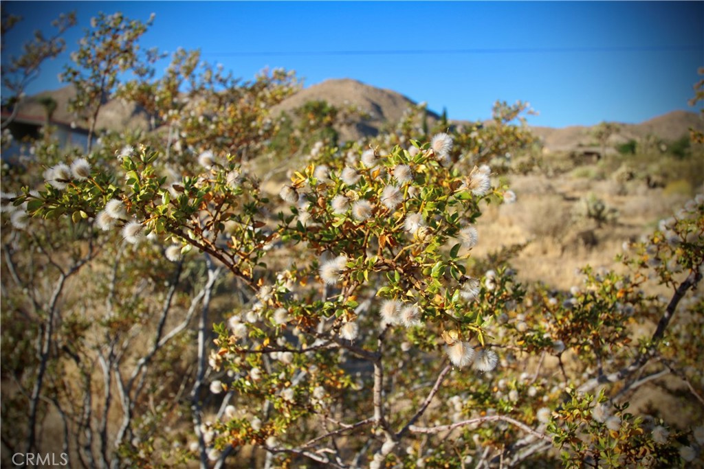 MLS #JT25246936 image #18