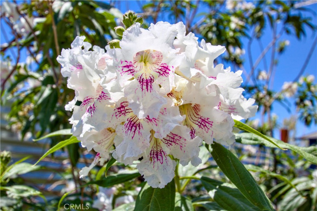 MLS #OC25112114 image #38