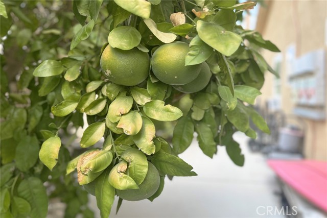 MLS #OC25190554 image #56