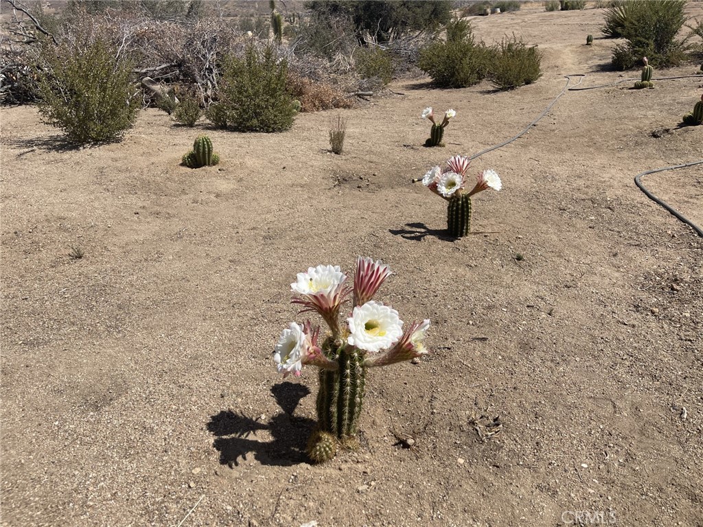 MLS #OC25219588 image #7