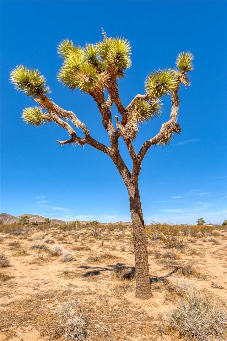 MLS #PW25037318 image #3