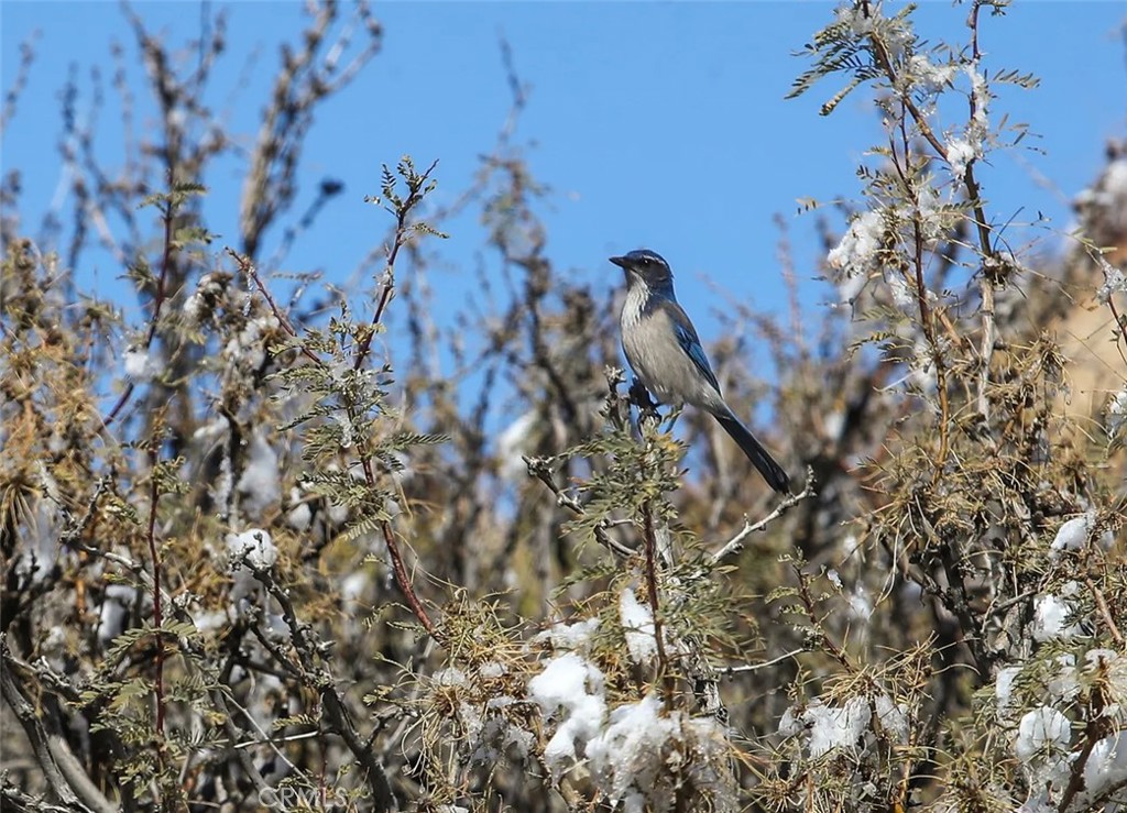 MLS #SW25164124 image #15