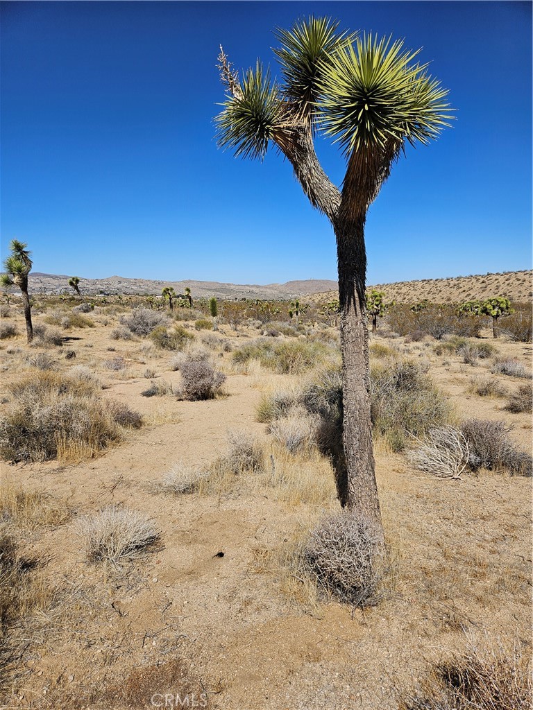 MLS #TR25032098 image #4