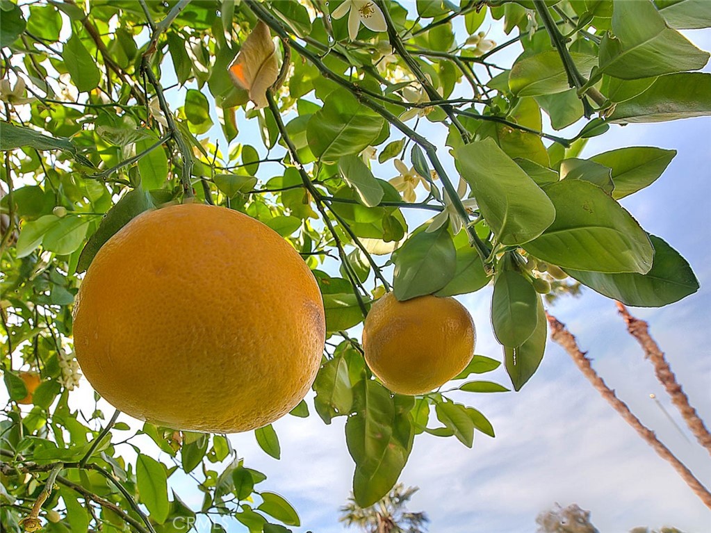 MLS #TR25032667 image #41