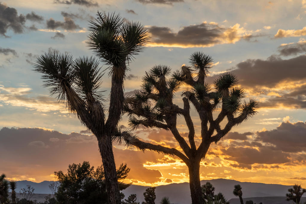 MLS #219136233DA image #7