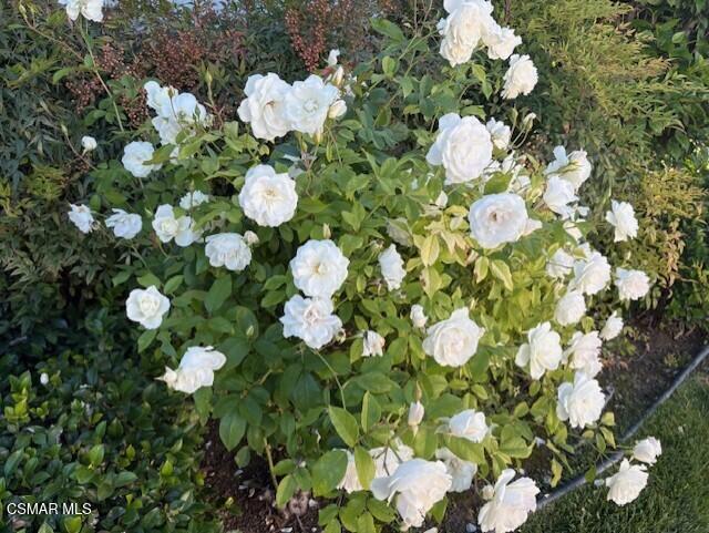 MLS #225005217 image #26