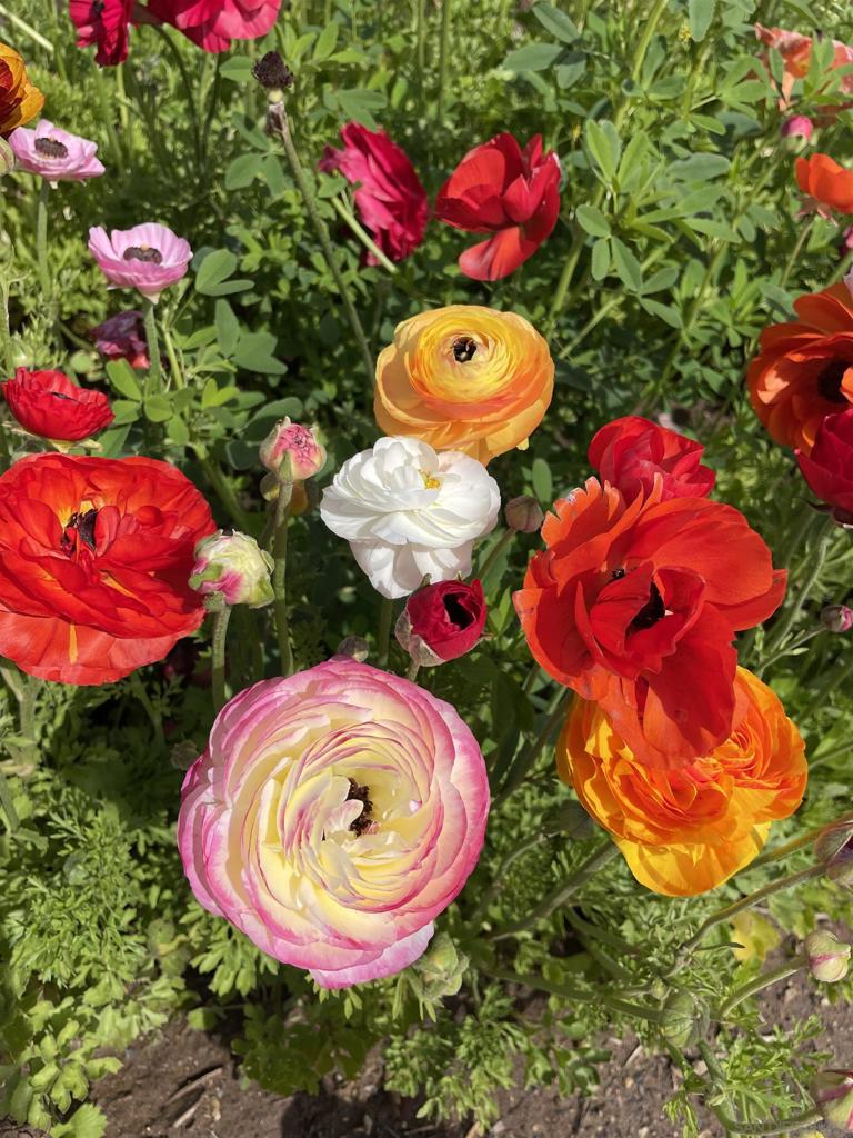 MLS #250036537SD image #34