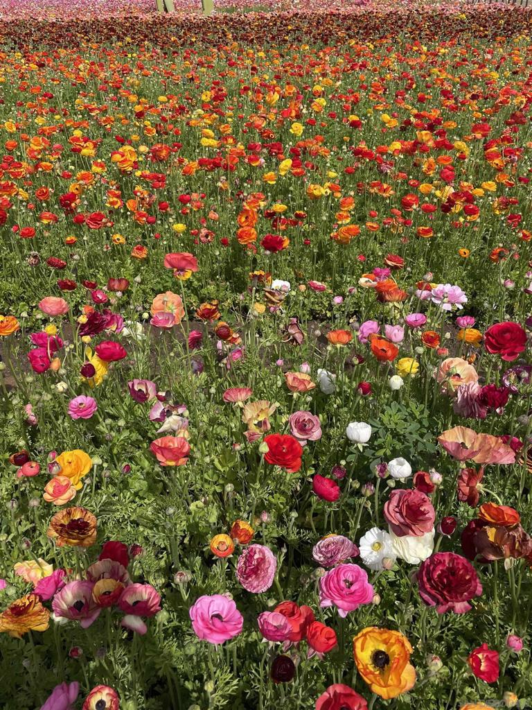 MLS #250036537SD image #35