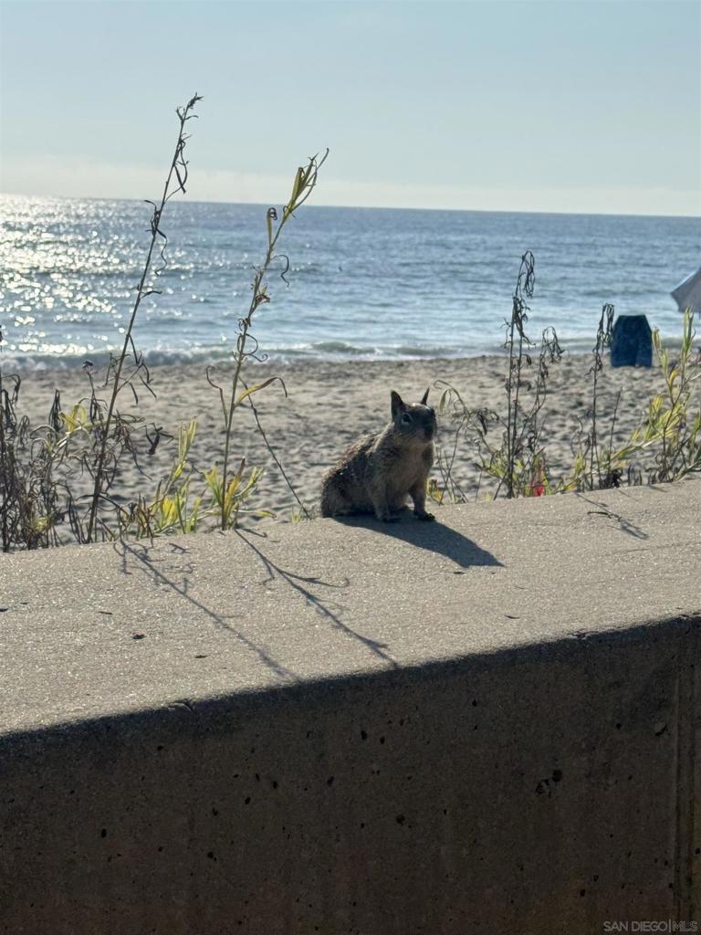 MLS #250036537SD image #38