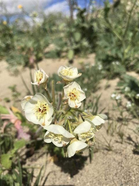 MLS #250038418SD image #3