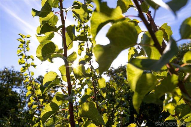 MLS #250040773SD image #40