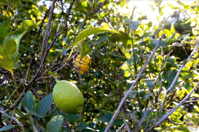 MLS #250040773SD image #41