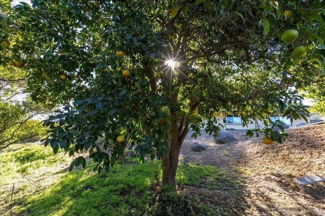 MLS #250040773SD image #44