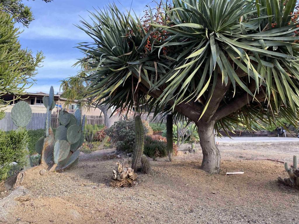 MLS #250042768SD image #3