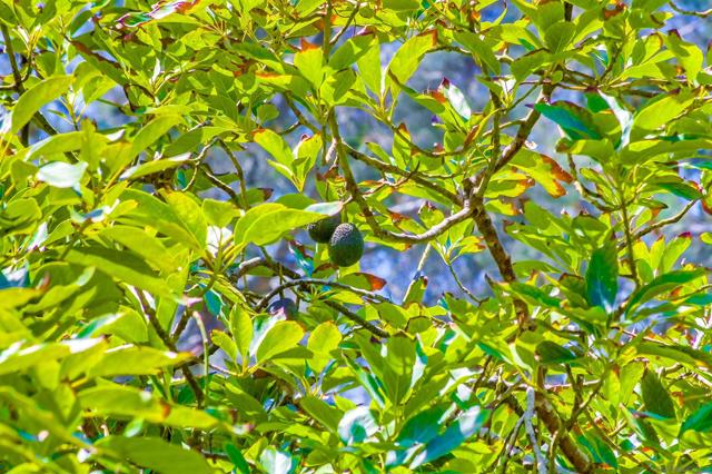 MLS #250044152SD image #32