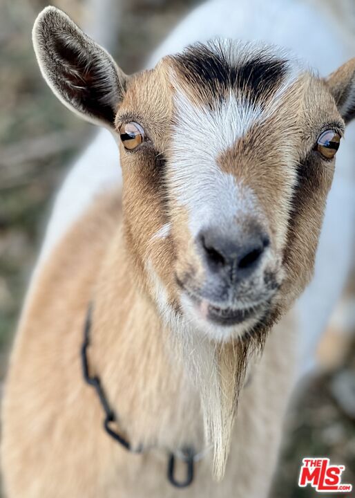 MLS #25559465 image #17