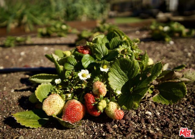 MLS #25559465 image #21