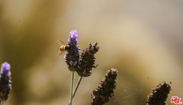 MLS #25578105 image #54