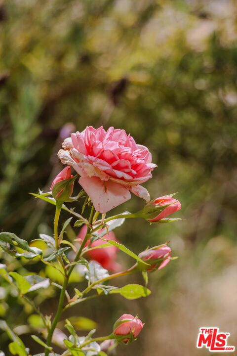 MLS #25578105 image #56