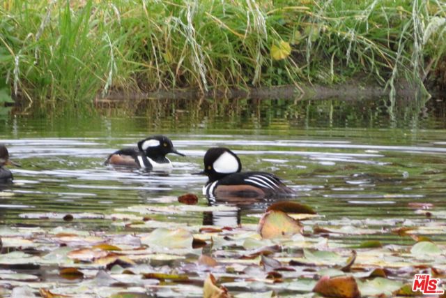 MLS #25589275 image #31