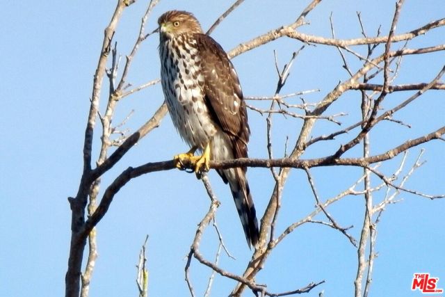 MLS #25589275 image #39