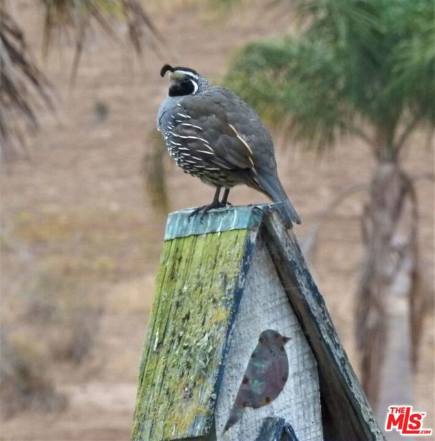 MLS #25589275 image #45