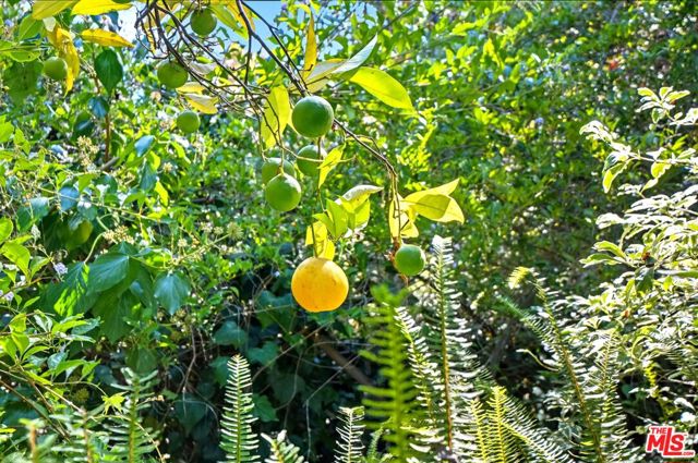 MLS #25605117 image #37