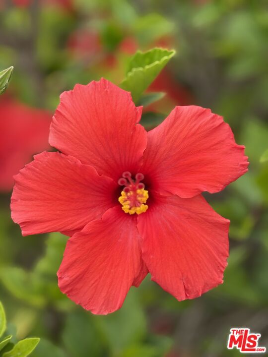 MLS #25614053 image #25