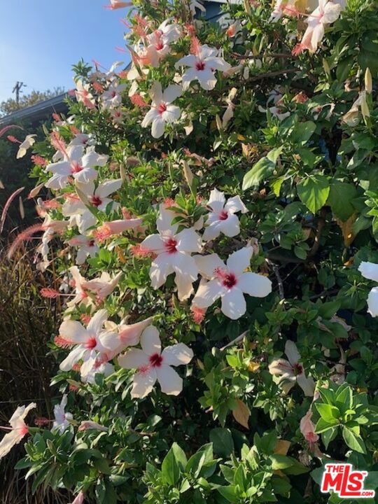 MLS #25620451 image #52