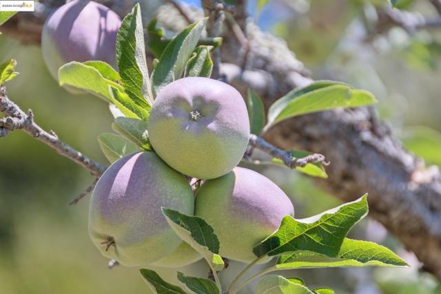 MLS #41108933 image #54