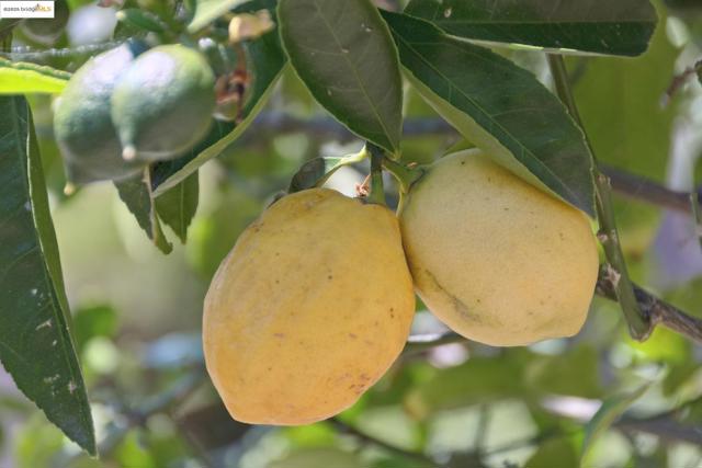 MLS #41108933 image #56