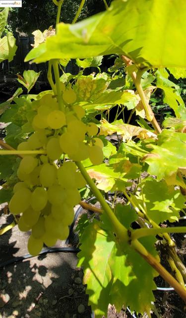 MLS #41109165 image #47