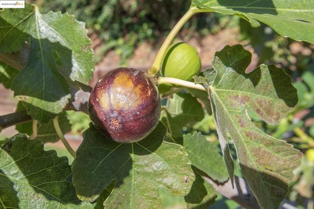 MLS #41114797 image #53