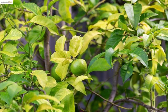 MLS #41115129 image #50