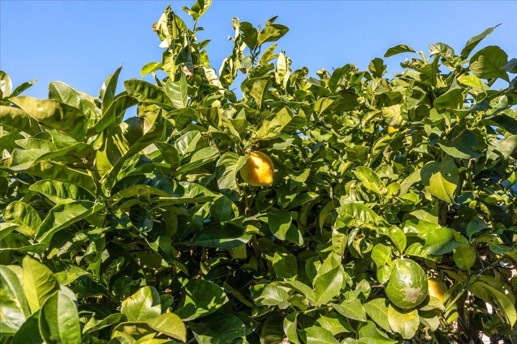 MLS #41121004 image #31