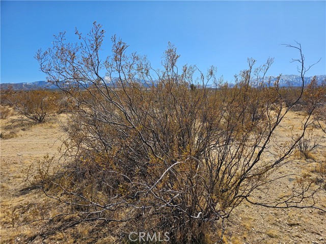 MLS #AR25060984 image #3