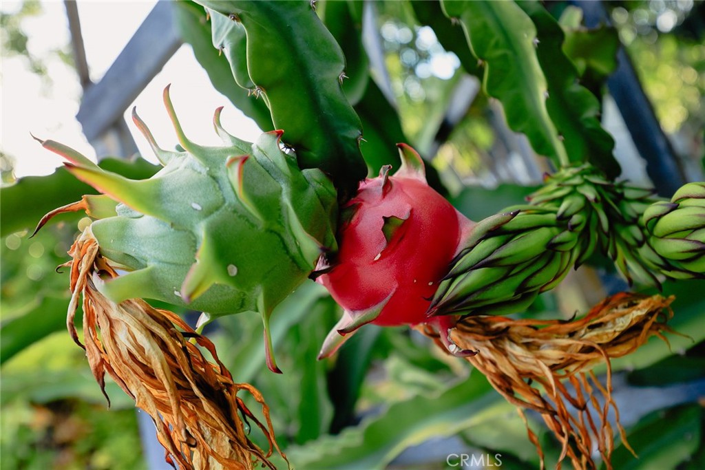 MLS #AR25162499 image #24