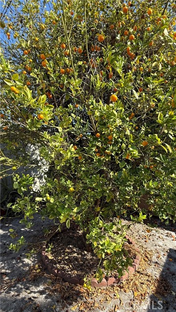 MLS #CV25191839 image #5