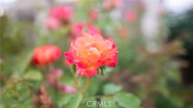 MLS #CV25234235 image #48