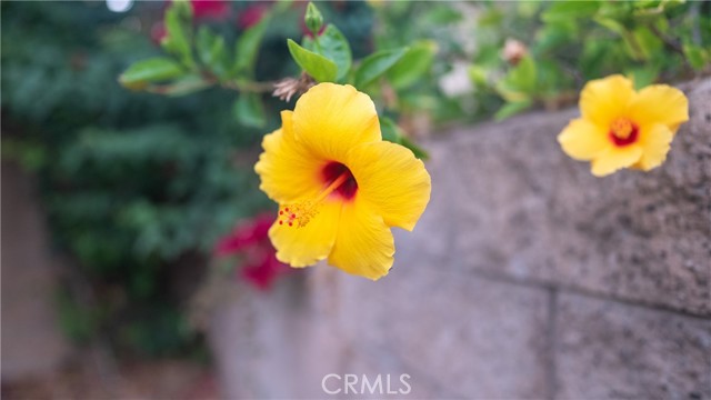 MLS #CV25234235 image #49