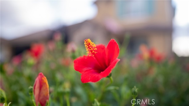 MLS #CV25234235 image #50