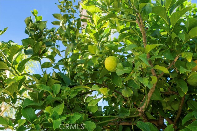 MLS #CV25250860 image #32